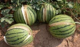 西瓜圈内人爆料是真的吗,真相还是谣言？